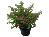 Cigarettavirág 12 cm-es cserép