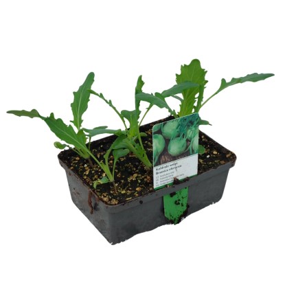 Fehér karalábé 6-os tál gyökérbojt kb. 2 x 2 cm Brassica