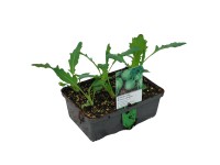 Fehér karalábé 6-os tál gyökérbojt kb. 2 x 2 cm Brassica