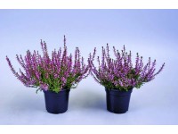 Csarab (Calluna Vulgaris)