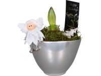 Amarillisz kompozíció kerámiában, cserépátmérő: kb. 14 cm