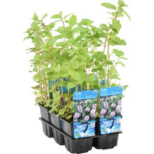 Vízi menta (Mentha aquatica) cserépben, lila virágok, zöld levelek. Tavi növény kerti tóba.