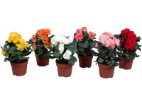 Begónia különböző színekben cserépátmérő: kb. 12 cm Begonia