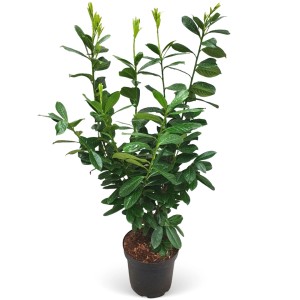 Cseresznyebabér Novita cserépben, kb. 80-100 cm magas, ideális sövényekhez.