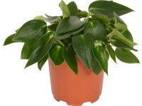 Törpebors Törpebors