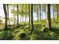 Vlies fotótapéta Zauberhaftes Buchenspektakel 450 cm x 280 cm