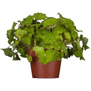 GROW by OBI Heuchera cserépben, zöld dísznövény barna cserépben.