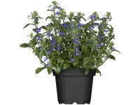 GROW by OBI törpe lobélia cserép átmérője kb. 13 cm Lobelia erinus