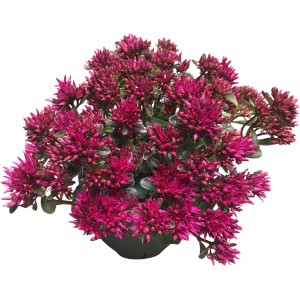 Varjúháj 'Spot on Pink', kb. 20 cm magas, rózsaszín virágokkal, sziklakertekbe alkalmas.
