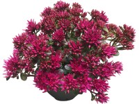 GROW by OBI kaukázusi varjúháj GROW by OBI kaukázusi varjúháj