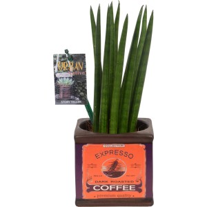 Easy Care® zöld növény retro cserépben (Ø 10 cm) "Expresso Coffee" mintával.
