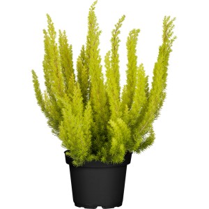 Faterjes Erica arborea cserépben, zöld cserepes növény ágyásokba és erkélyekre.