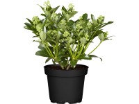 Japán dérbabér Japán dérbabér