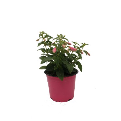 Fukszia (Fuchsia) rózsaszín