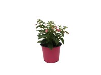 Fukszia (Fuchsia) rózsaszín