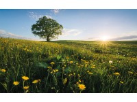 Vlies fotótapéta Frühling auf dem Land 450 cm x 280 cm Vlies fotótapéta Frühling auf dem Land 450 cm x 280 cm