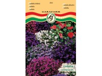 Lobéla színkev. vetőmag