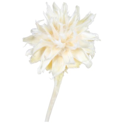 Star Home Decor tűpárna szárazvirág 20-35 cm krémszínű