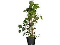 Repkény vadszőlő, cserépátmérő kb. 17 cm, Parthenocisuss tricuspidata veitchii Repkény vadszőlő, cserépátmérő kb. 17 cm, Parthenocisuss tricuspidata veitchii