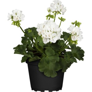 Fehér GROW by OBI muskátli cserépben, színes növény ágyásokba és erkélyekre.