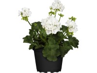 GROW by OBI álló muskátli mag. 10-20 cm cser. kb. 12 cm Pelargonium zonale GROW by OBI álló muskátli mag. 10-20 cm cser. kb. 12 cm Pelargonium zonale
