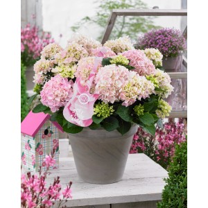 GROW by OBI Hortenzia Soft Pink Salsa cserépben, rózsaszín virágok. Kerti hortenzia kertbe és cserépbe.