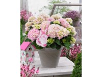 GROW by OBI hortenzia 