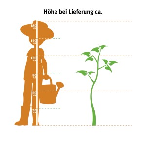 Grafika: A Smaragd életfa (120-140 cm) méretének összehasonlítása egy személlyel és magasságjelölésekkel.