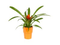 Guzmánia Ritmo kb 35-40 cm Guzmania