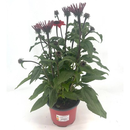 GROW by OBI bíbor kasvirág magasság kb. 30 cm Echinacea purpurea