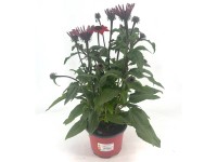 GROW by OBI bíbor kasvirág magasság kb. 30 cm Echinacea purpurea