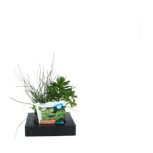 GROW by OBI úszó sziget vegyes kosárban, cserép kb. 18 cm, kerti tóhoz. Lebegő és oxigenizáló növények.