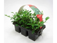 Szőnyegmadárbirs 6 darabos csomag cserépátmérő: kb. 7 cm Cotoneaster dammeri