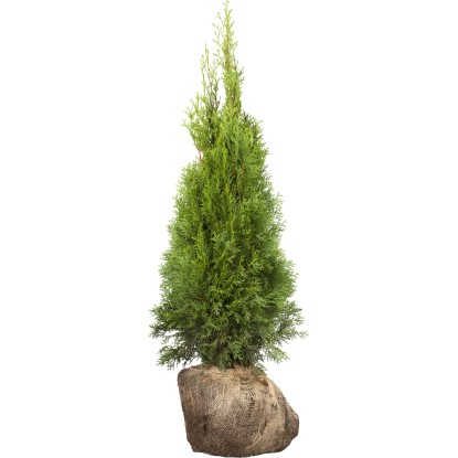 "Smaragd" tuja készlet 30 darab magasság kb. 140-160 cm bálaáru Thuja occ.