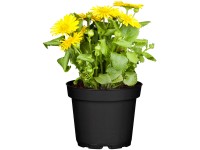 OBI kaukázusi zergevirág sárga cserépátmérő: kb. 13 cm Doronicum