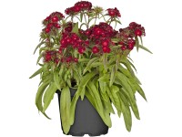 OBI törökszegfű cserépátmérő: kb. 19 cm Dianthus