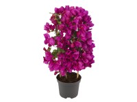 Murvafürt magasság kb. 45 cm - 50 cm cserépátmérő kb. 14 cm Bougainvillea Murvafürt magasság kb. 45 cm - 50 cm cserépátmérő kb. 14 cm Bougainvillea