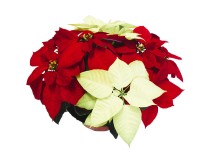 Mikulásvirág Combo 2 szín 23 cm-es tálban