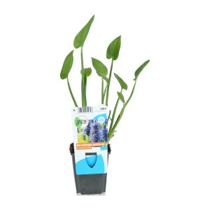 Pontederia cordata cserépben, dekoratív tavi növény zöld levelekkel.