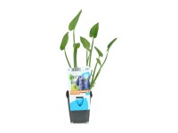 OBI szívlevelű sellővirág kék cserépátmérő: kb. 9 cm Pontederia cordata