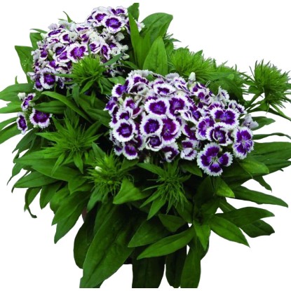 Virágágyi évelő növények