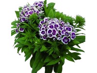 Virágágyi évelő növények