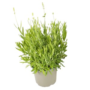 Fehér Lavendel Essence cserépben (Ø 13cm). Aromás, fehér virágú növény.