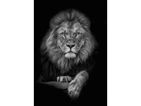 Lion 1 - Retro-Gift Nagy táblakép 39 cm x 27 cm Lion 1 - Retro-Gift Nagy táblakép 39 cm x 27 cm