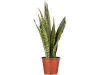 Anyósnyelv (Sansevieria)