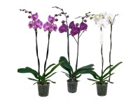 Lepkeorchidea válogatás kb. 80-100 cm Phalaenopsis