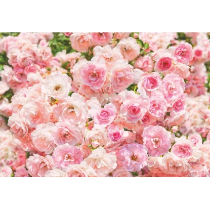 Komar fotótapéta Rosa 368 cm x 254 cm FSC