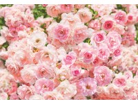 Komar fotótapéta Rosa 368 cm x 254 cm FSC