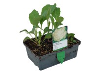 Karfiol 6-os tál gyökérbojt kb. 2 x 2 cm Brassica