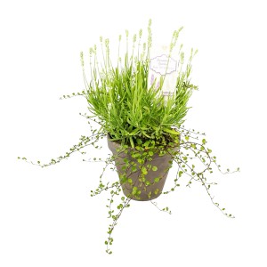 GROW by OBI Fehér levendula Mühlenbeckiával cserépben (kb. 16 cm)